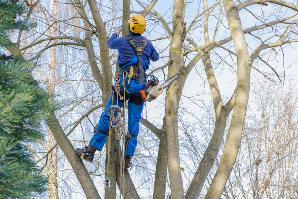 How Our Tree Care Process Works  in  Stony Brook University, NY